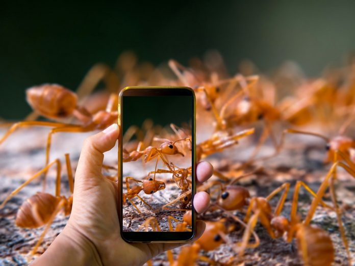 Hand holding mobile phone and take a photo Natural ant on blurred background with sunlight.